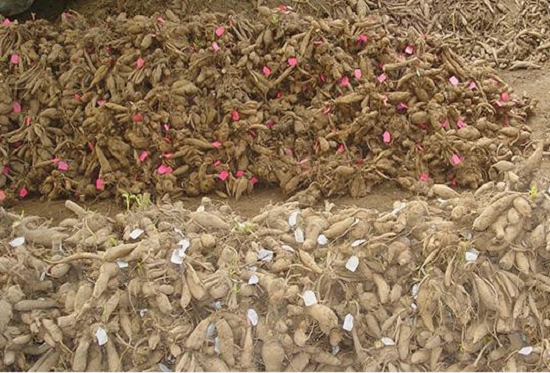 大丽花块根冬季收获与储藏要点：收获前核对种类,保证种类纯度