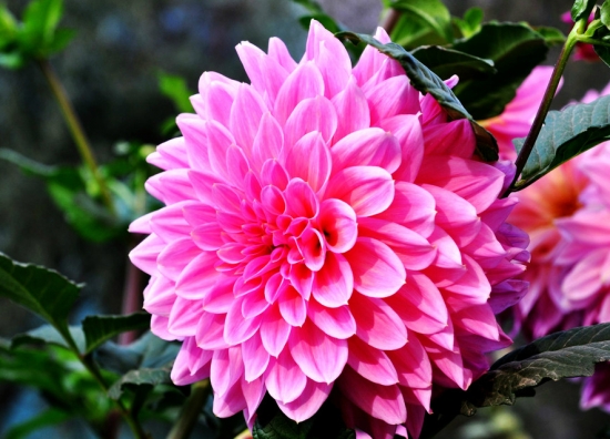 艳丽的大丽花 大丽花花语:大吉大利,背叛,叛徒