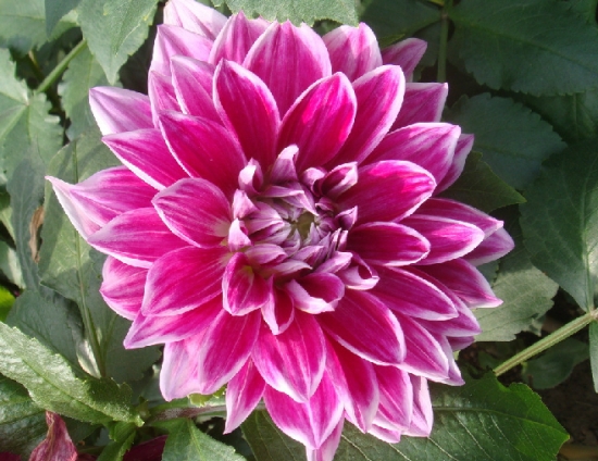 大丽花 大丽花花语:大吉大利,背叛,叛徒