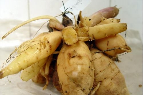 如何使大丽花的块根安全越冬