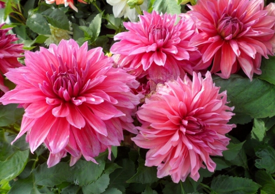 大丽花越冬应采取哪些措施