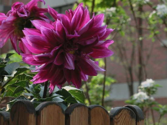 如何让大丽花安全越夏