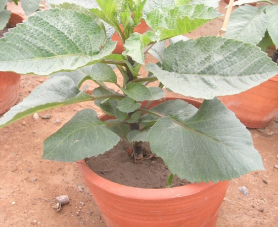 大丽花应如何科学浇水与施肥