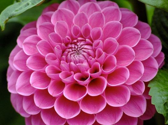 如何调节大丽花花期