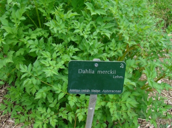 大丽花只长叶不开花如何办