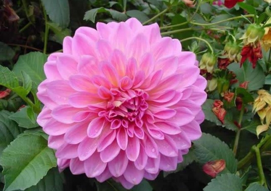 如何使大丽花优质种类花色不变异