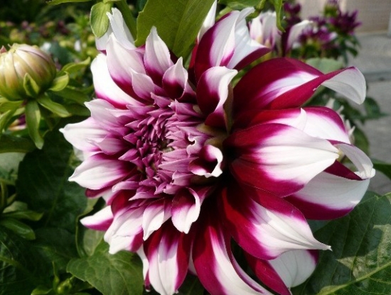 如何培植单株多色大丽花