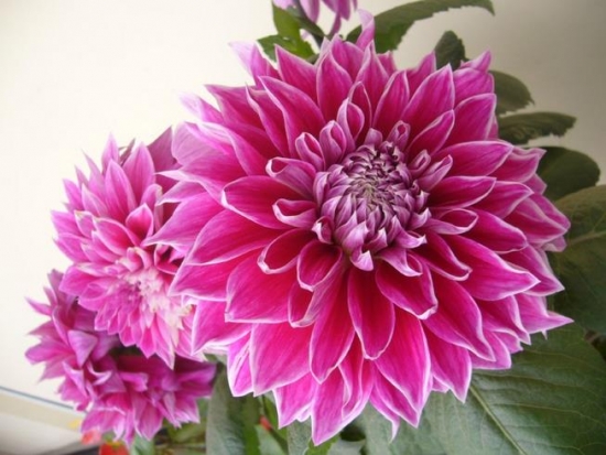 大丽花的养殖办法：雨季避免积水