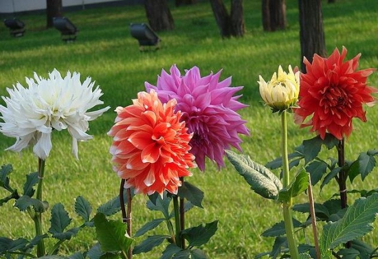 大丽花 切花大丽花栽培应留意些什么