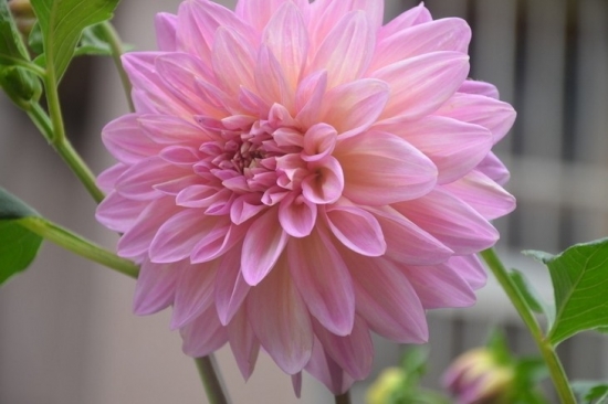 大丽花的块根如何越冬