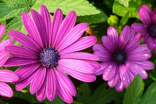 蓝目菊如何打顶