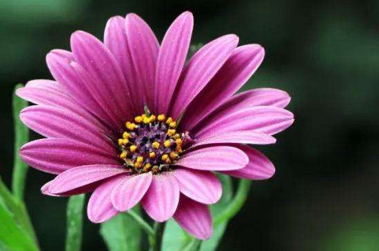 蓝目菊如何打顶