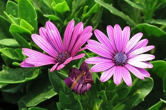 蓝目菊如何打顶