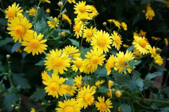 秋菊花图片和文字介绍