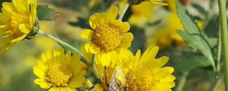 菊花扦插时间和办法