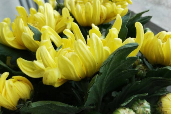 菊花扦插时间和办法