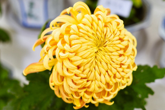 菊花扦插时间和办法