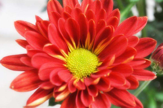 菊花扦插时间和办法