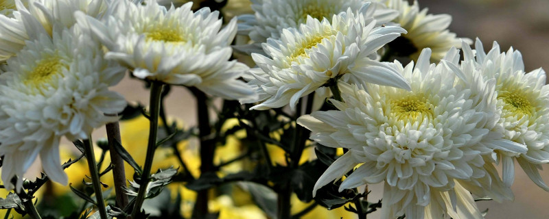 食用菊花的种类与功效