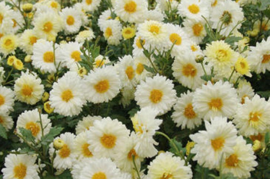 食用菊花的种类与功效