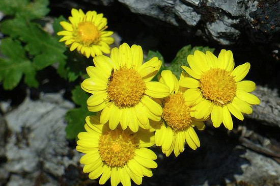 食用菊花的种类与功效