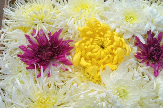 食用菊花的种类与功效