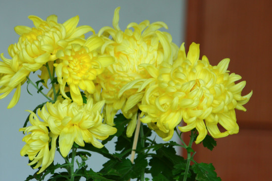 菊花喜阴还是喜阳