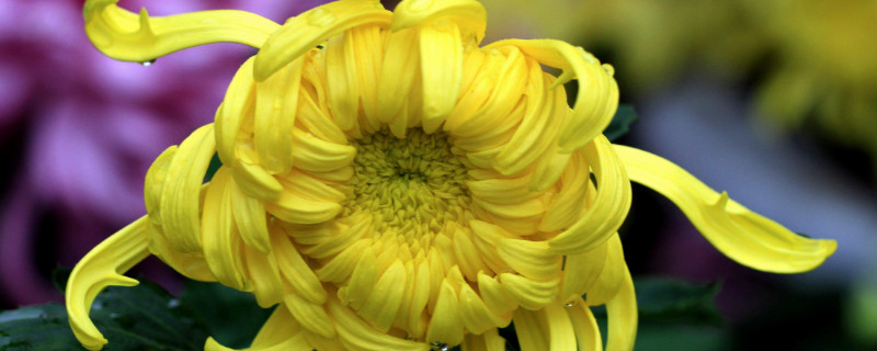 新鲜菊花如何处理晒干