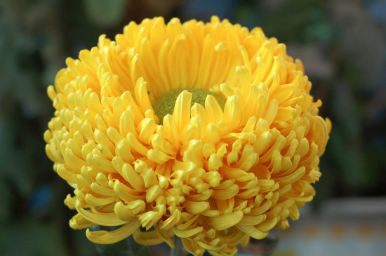 新鲜菊花如何处理晒干