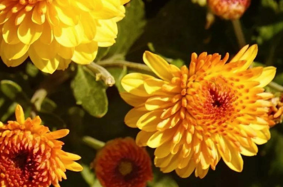 新鲜菊花如何处理晒干