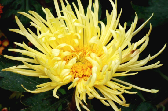 新鲜菊花如何处理晒干