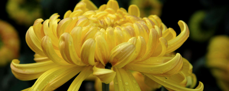 摘下来的菊花如何处理?