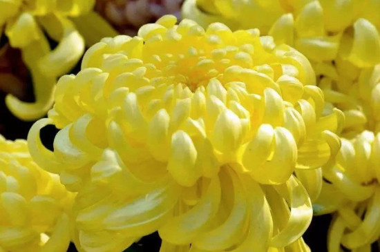 摘下来的菊花如何处理?