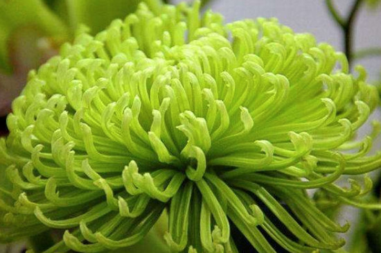 摘下来的菊花如何处理?