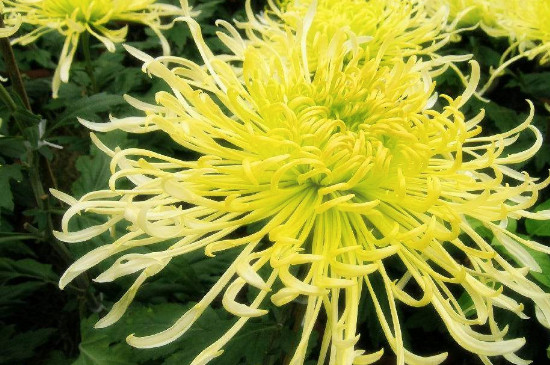 摘下来的菊花如何处理?