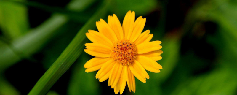 野菊花摘回来如何处理