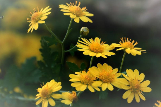 野菊花摘回来如何处理