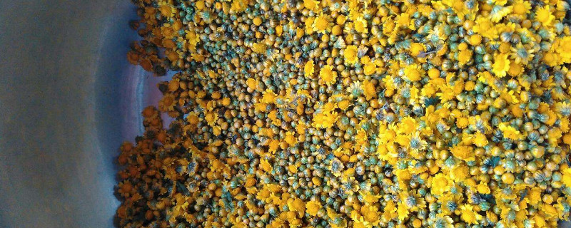 野菊花如何晒干