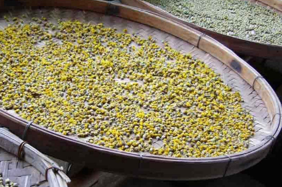 野菊花如何晒干