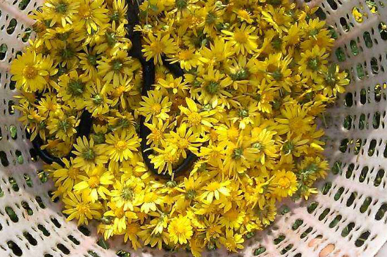 野菊花如何晒干