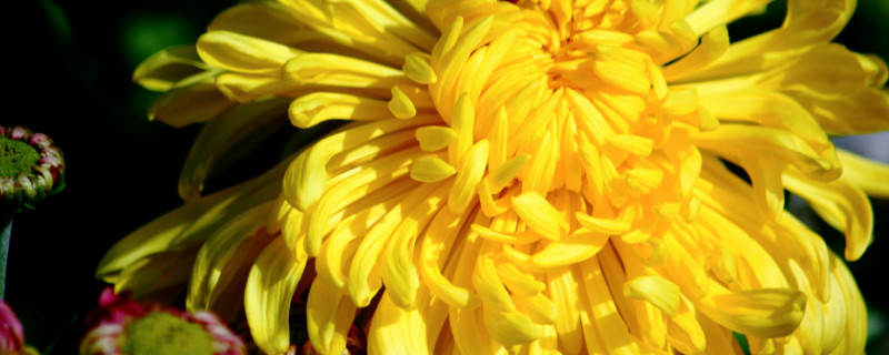 北方菊花冬季会冻死吗