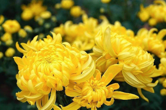 北方菊花冬季会冻死吗