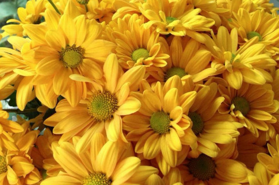 北方菊花冬季会冻死吗