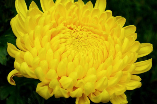 菊花叶子发软下垂