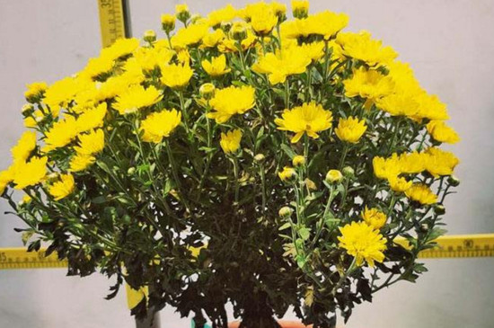 菊花如何修剪让它矮头又多