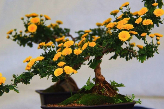 菊花如何修剪让它矮头又多