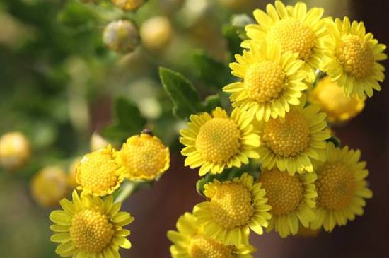 如何让菊花矮壮不长高