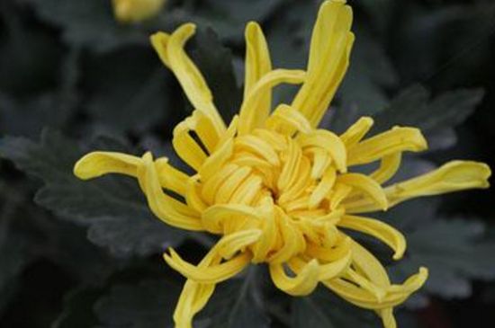 如何让菊花矮壮不长高