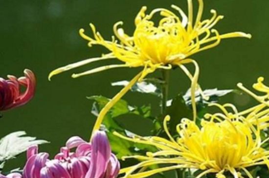 如何让菊花矮壮不长高