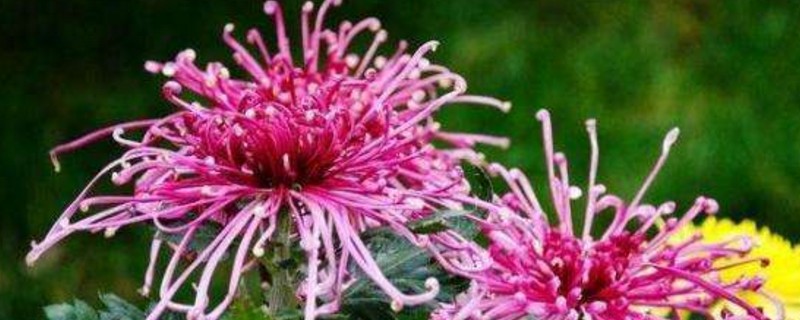 菊花长太高如何办